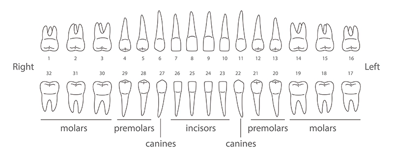 Todos los dientes de la boca.