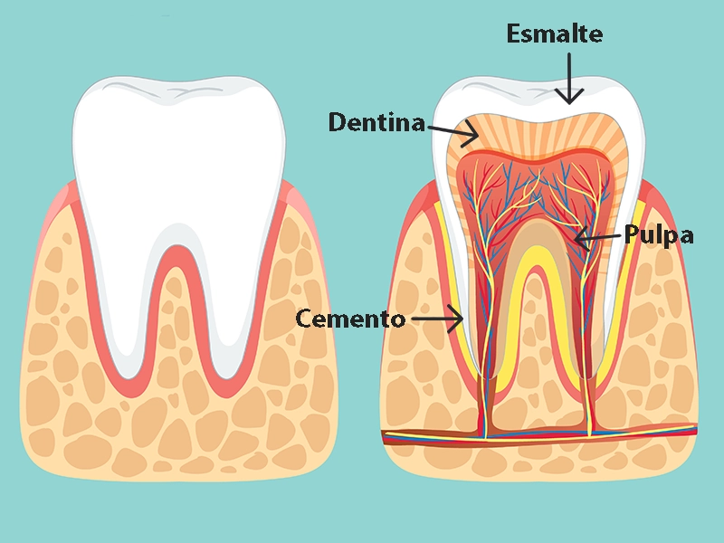 Anatomía del diente.